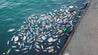 The Plastic Crisis